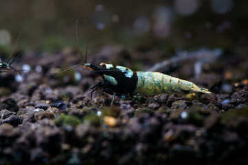 Close up of Fishbone Pinto Shrimp (Caridina cf. cantonensis) a hybrid shrimp breeding by human