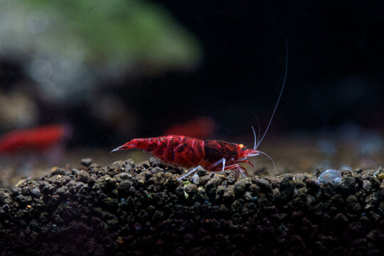 Close up of Red Devil orange eyes shrimp (Caridina cf. cantonensis)