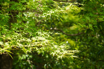 新緑の葉（モミジ）
