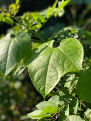hojas verdes recibiendo el sol 