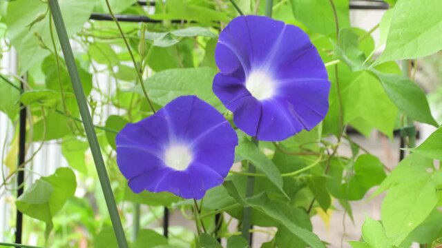 朝顔の花　ベランダ
