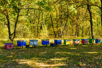 Multicolored bee hives at apiary in the forest