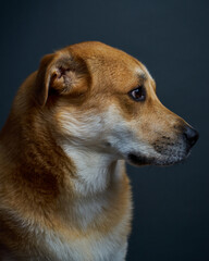portrait of a dog