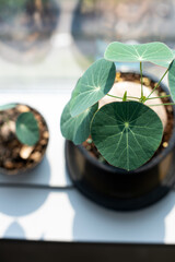 Stephania erecta Craib from top view with sunlight directly casts, a decoration plant for a minimal style, hip and modern living generation.