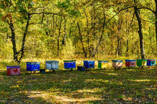 Multicolored bee hives at apiary in the forest © ihorbondarenko