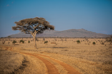 African savannah landscape with acacia and Taita Hills
