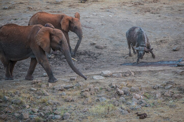 Elephants fight the African buffalo in the wild African savannah