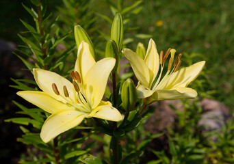 Obraz premium Flowers of the yellow lily of Asia. Asian hybrids are the most common lilies in our gardens. All Asian lilies are unpretentious in care and persistently tolerate frost up to -40°C