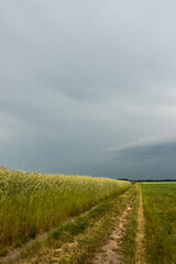 Fototapeta premium A dirt road among fields of grain against the cloudy sky before the oncoming storm. Natural soft light, the sky clouded over.