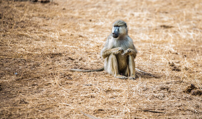 A baboon sits in the grass in the wild African savannah