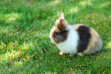 Cute little bunny. Cute dwarf decorative fluffy rabbit. Bunny on green grass background.