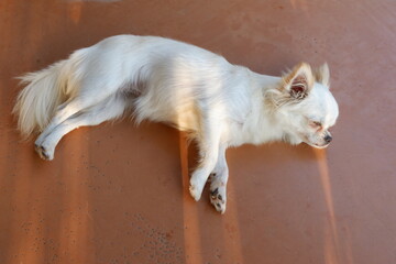 A sleeping white dog on a floor