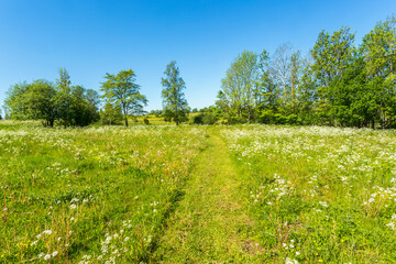 Blossoming summer meadow with a path