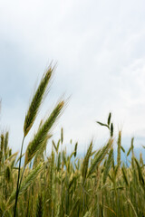 Ears of rye against the cloudy sky before the oncoming storm. Natural soft light, the sky clouded over.