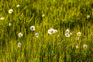 Cotton grass in backlight on a meadow