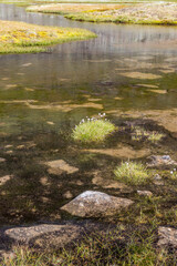 Tussocks flower in a pond in high country