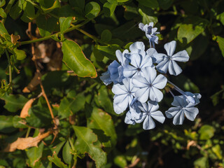 Blue jasmine (Plumbago auriculata), also known as malacara, celestina, Isabel second, blue plumbago