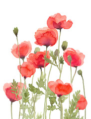 Fototapeta na wymiar Poppy Flower Red Floral Watercolor Painting in Group, Hand Painted Isolated on White Background