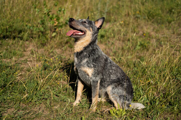 Australian blue heeler dog sit on grass. Side view.