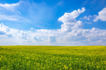 Fototapeta premium Yellow field of blooming buckwheat with a blue sky above it with white cirrus clouds