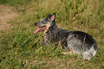 Australian blue heeler dog lie down on grass. Side view.