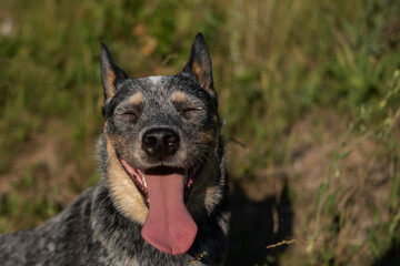 Australian blue heeler smiling happy dog sit on grass. Side view.