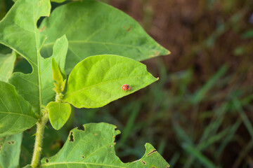 An orange ladybug on a leaf that has been eaten