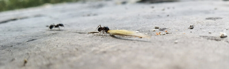 ants workers carry seed to their nests