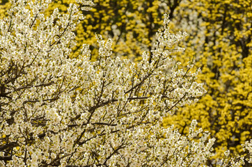 Cherry blossoms in a garden at Seoul, South Korea.