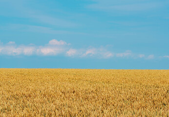 ripe wheat on field against blue summer sky