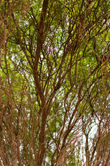 Obraz premium trees in autumn