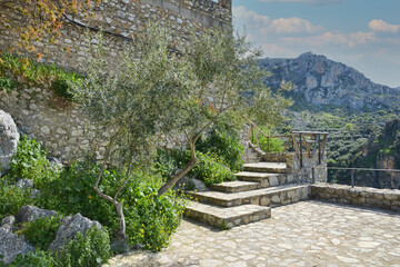 Fototapeta na wymiar patio with olive trees in spain