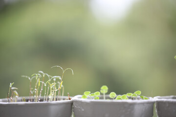 Vegetables sprout growing in white small white pots