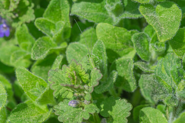 green grasshopper on oregano