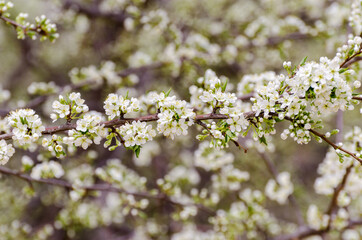 Cherry blossoms in a garden at Seoul, South Korea.
