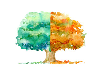 Oak autumn and summer.Deciduous tree and two seasons.Watercolor hand drawn illustration.White background. - 444756450