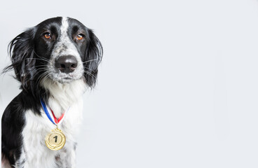 Dog wearing a winning prize golden medal. Dog posing with a medal or award. Isolated on gray backgorund. Winner or champion concept