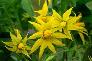 Fototapeta premium Yellow flowers of a blooming tomato in a greenhouse