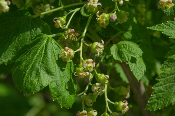 black currant flowers close-up