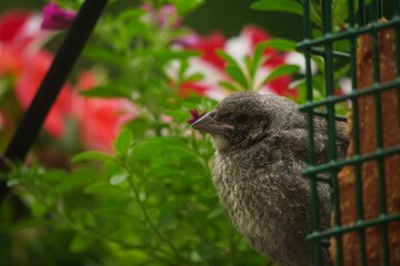 Brown Rock chat bird - backyard birds of North America, selective focus