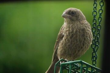 Brown Rock chat bird - backyard birds of North America, selective focus