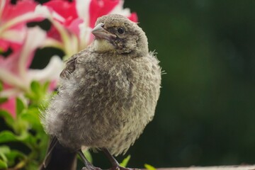 Brown Rock chat bird - backyard birds of North America, selective focus
