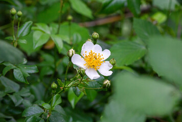 white flower on blurred green background