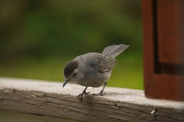 Black capped chickadee - Summer backyard birds of America