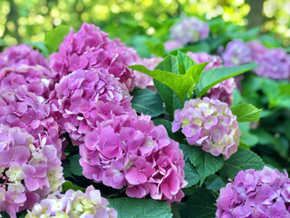 background with pink hydrangea flowers at garden