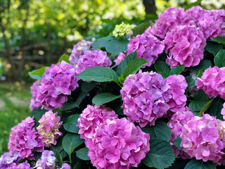 background with pink hydrangea flowers at garden