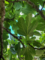 background with fig tree in summer with unripe fruits