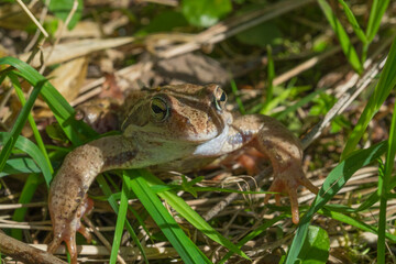 Frog in the grass close-up