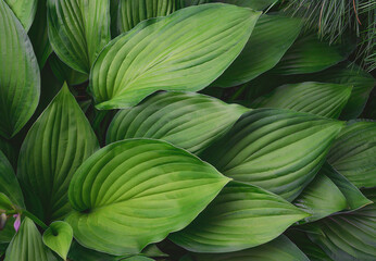 Hosta leaves on a summer day. close-up. Textured wavy green leaves of various sizes and shades. Bush of adult hosts. Nature in detail. The host is in the middle of summer. Decorative leaves. 