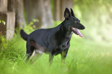 Black shepherd dog standing in a meadow under the trees